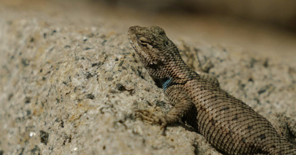 Is it too hot for a lizard?Climate change accelerates species extinction
