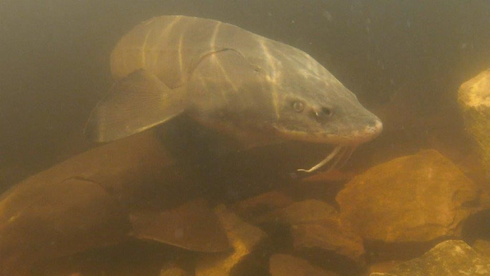 Lake sturgeon not endangered, US says despite calls from conservationists