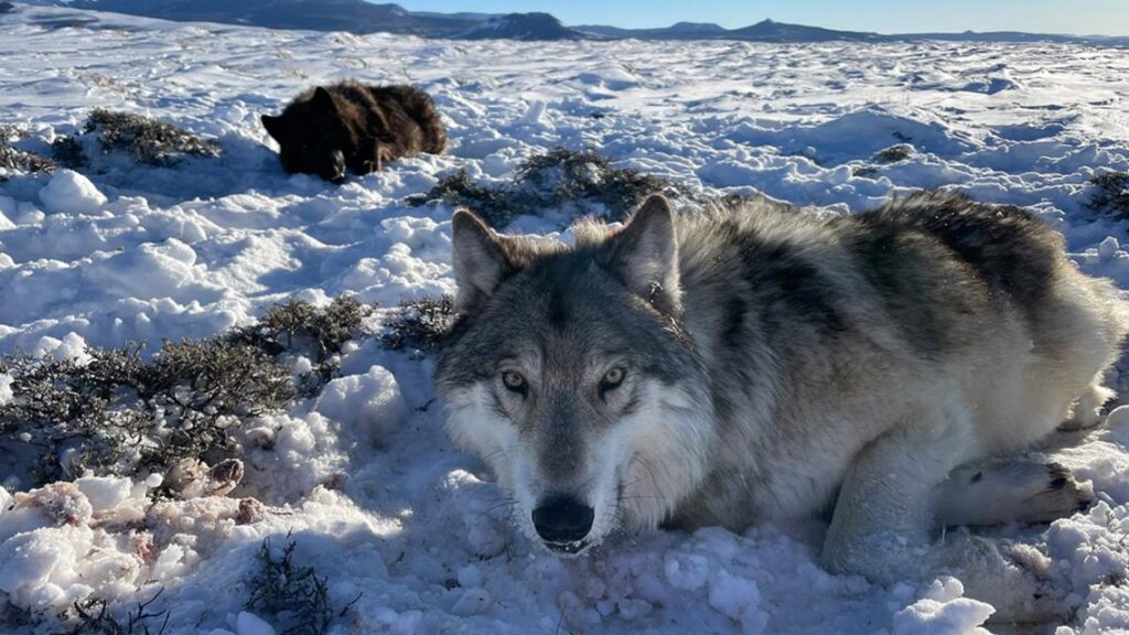 Livestock farmers urge Colorado to eradicate cattle-killing wolves