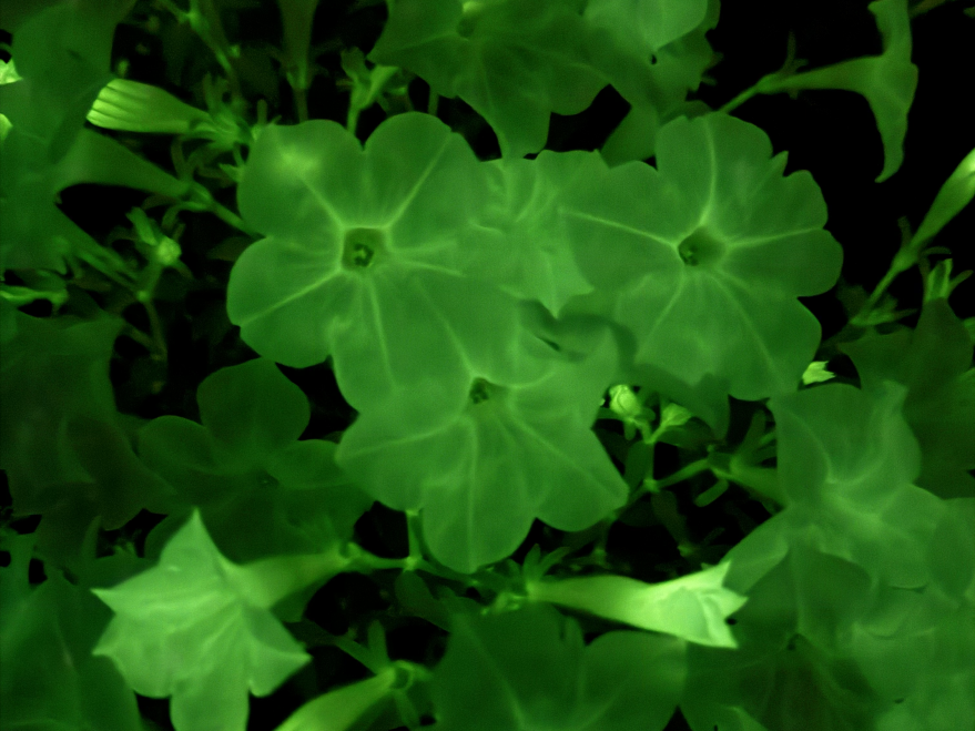Make your garden glow with new genetically modified bioluminescent petunias