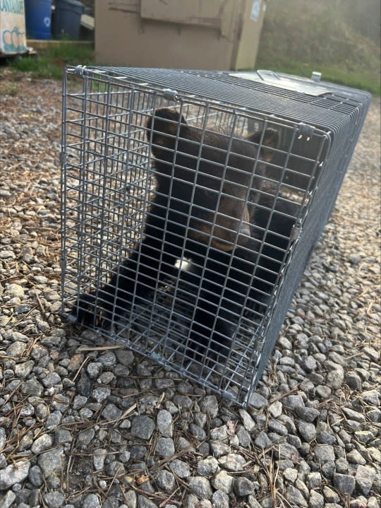 This photo provided by the North Carolina Wildlife Resources Commission shows a bear cub in Asheville, N.C. (North Carolina Wildlife Resources Commission via AP)