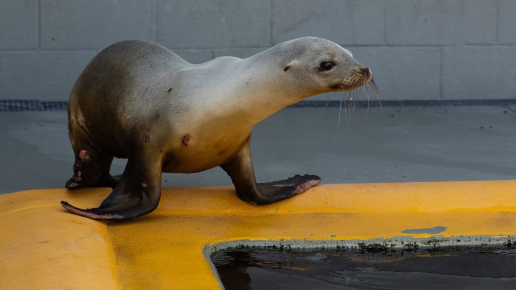 Marine Mammal Center calls for urgent changes in human behavior