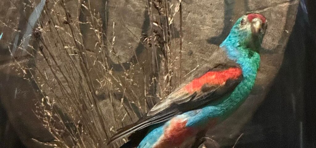 Meet the dazzling Paradise Parrot, Australia’s only extinct bird