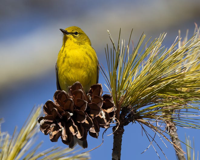 The Pine Warbler is one of the first warblers seen in the Midwestern states during spring migration.