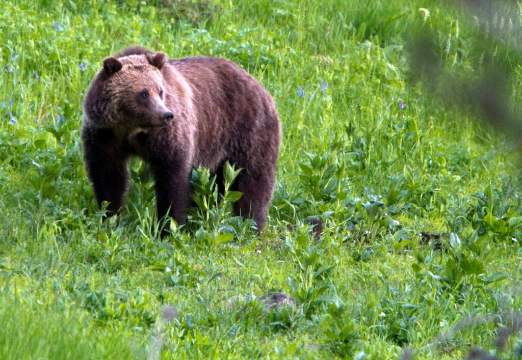 More grizzly bears coming to Pacific Northwest