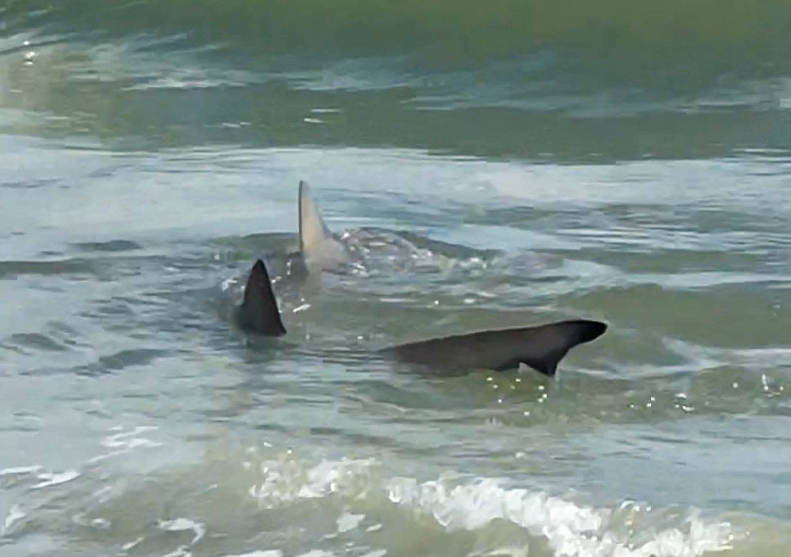 In this screenshot, Jill Horner, a recent transplant to the area from Buffalo, New York, captured video of a shark swimming near Hilton Head Island on Labor Day weekend on September 4, 2022.