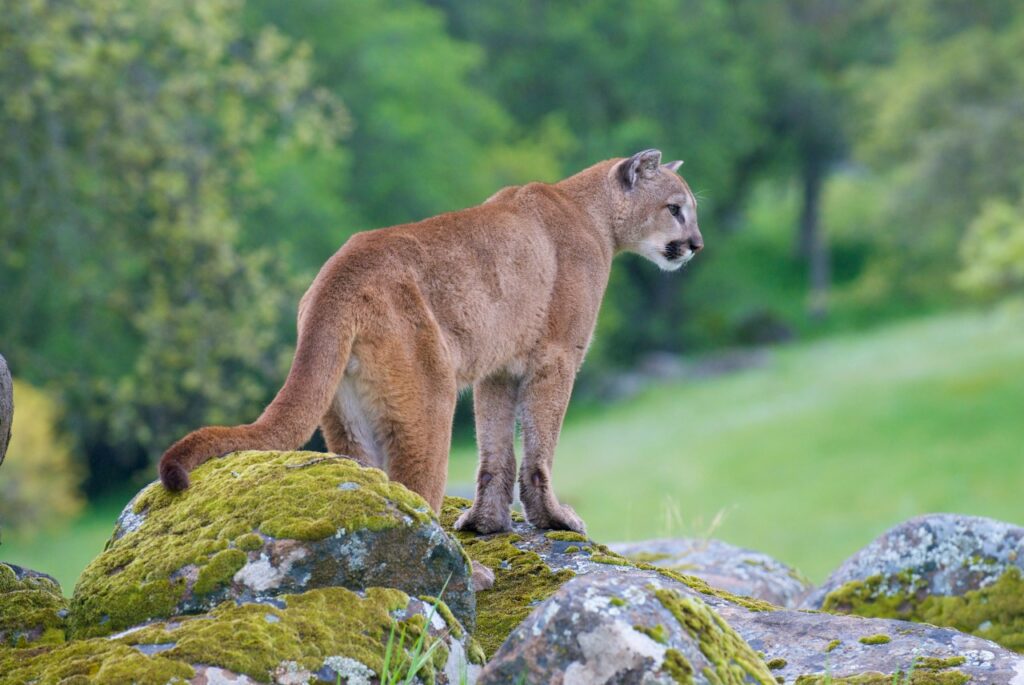 Mountain lions, bears and wolves: These are the animals that can spark human-wildlife conflicts in California, CDFW says