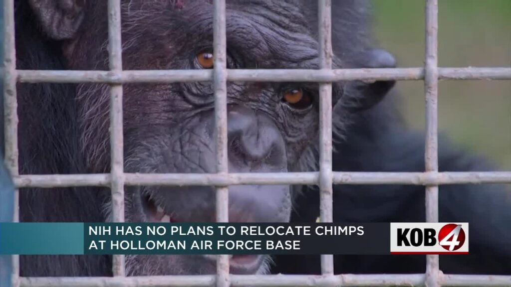 NIH has no plans to house chimpanzees at Holloman Air Force Base