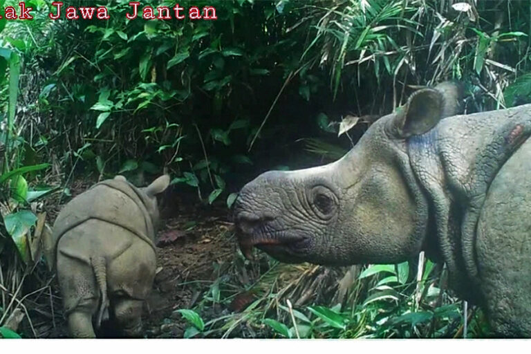 New calves, same threats: Javan rhinos continue to breed despite dangers