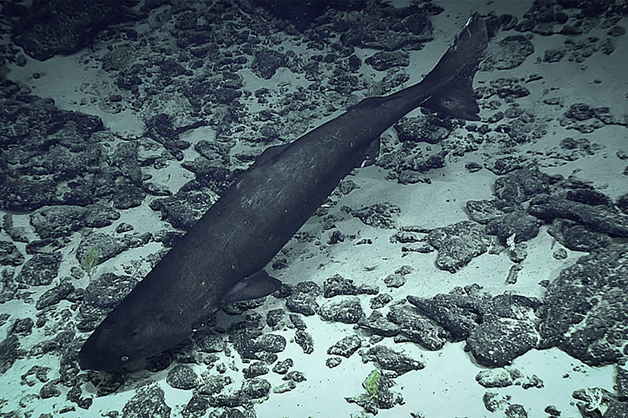 New study reveals Alaska's largest, most mysterious shark
