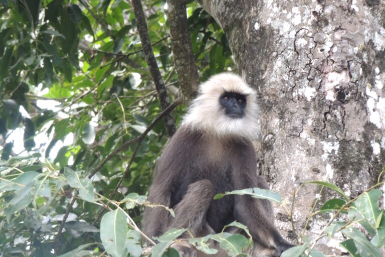 No species barriers: Langurs form unusual alliance in the wild