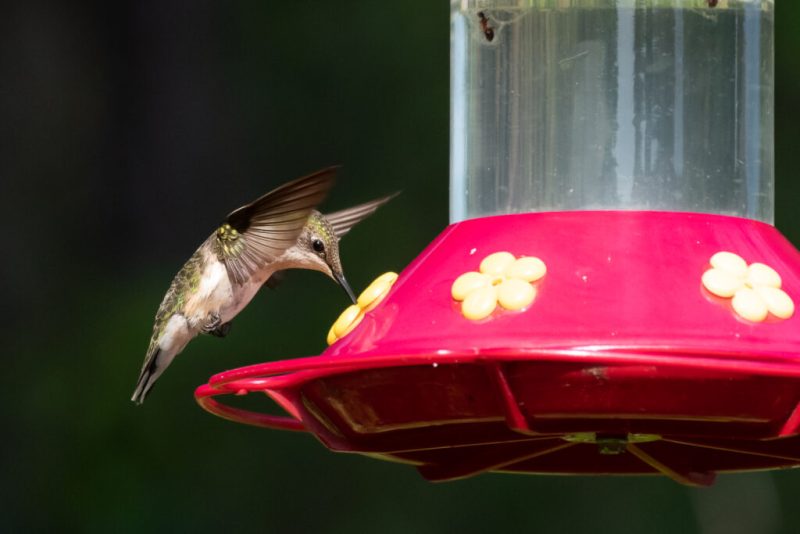 Pennsylvania Hummingbird Season Guide