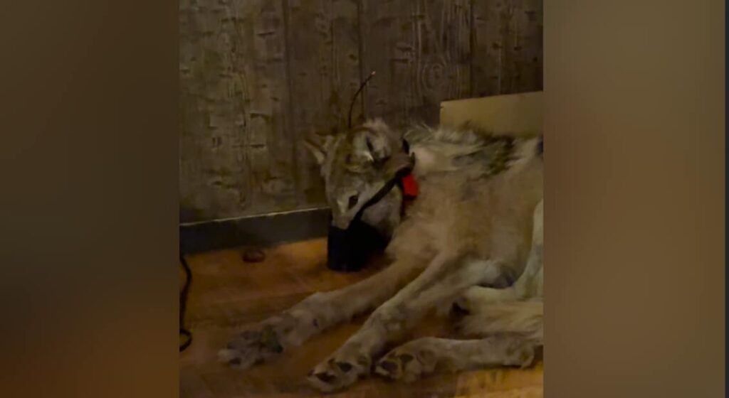 Photos of injured wolves muzzled in bars have sparked outrage in Wyoming.