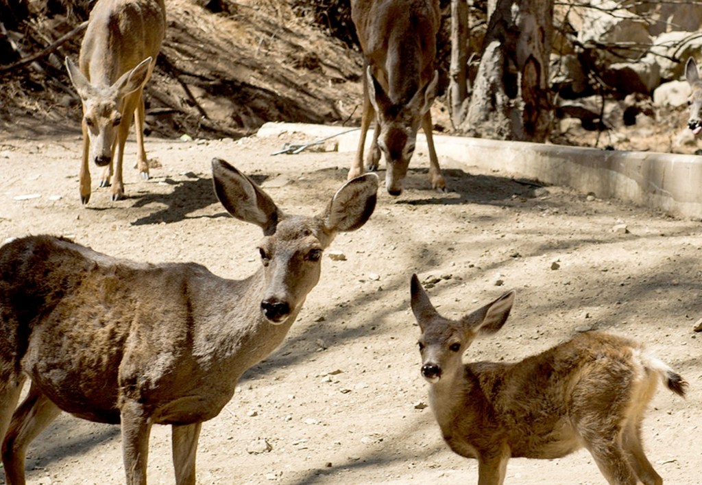 Plan to use helicopter-based sharpshooters to kill Catalina deer faces county objections