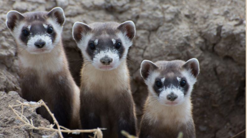 Prairie dog hunting ban protects black-footed ferrets