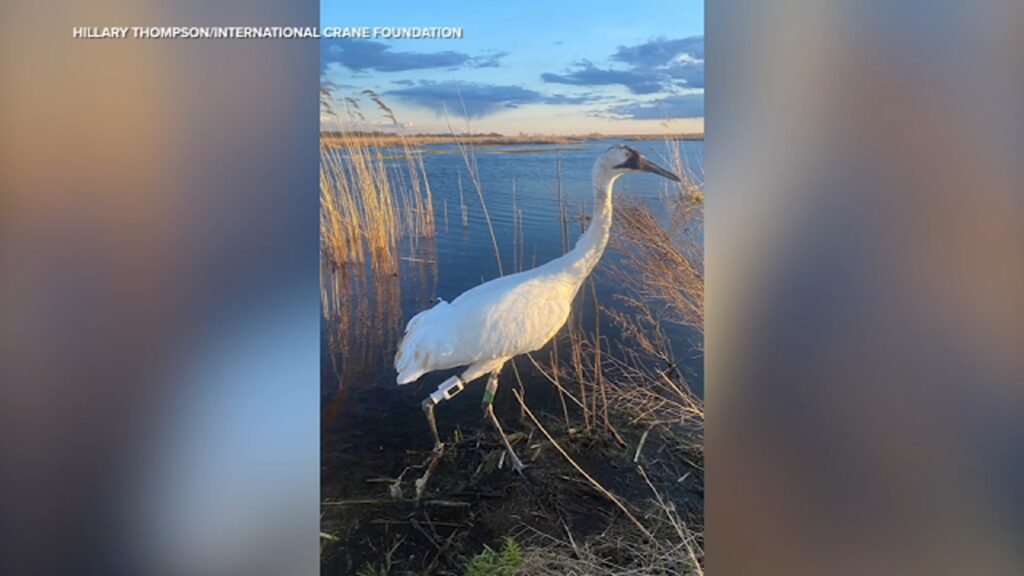 Rare whooping crane rescued in Wilmette has returned to Wisconsin