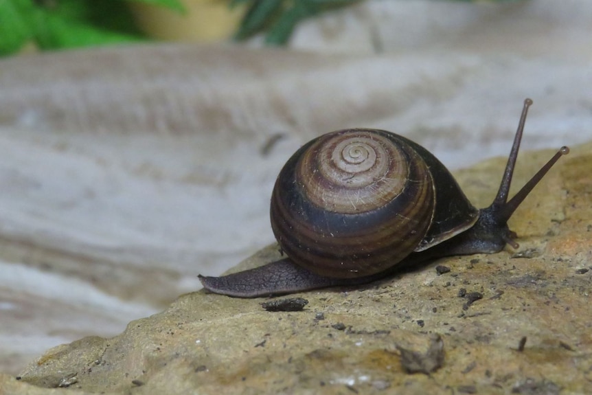 Rivalry between Owen siblings comes to light after scientists discover snail