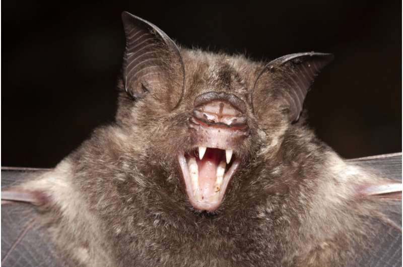 Same species, different sizes: rare evolutionary behavior of island bats