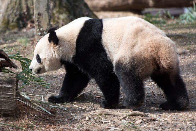 On February 15, 2017, people saw a giant panda