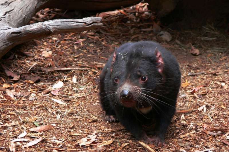 Saturday Citation: Irrational modeling; Genetic basis of post-traumatic stress disorder (PTSD); Tasmanian devils remain endangered