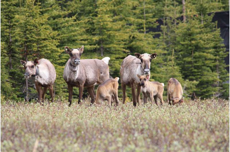 Scientists assess pathways to sustain British Columbia's caribou until habitat recovers