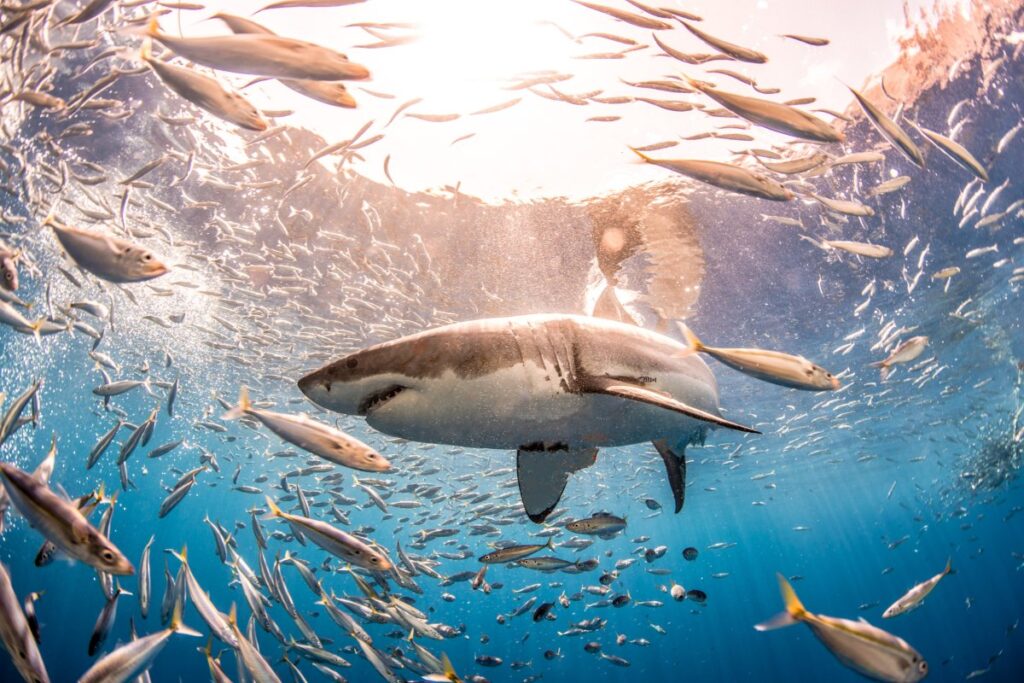Sharks "adapt" to different environments for the first time