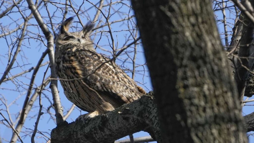 Shout-out on Earth Day: How to Protect Owls in Your Backyard