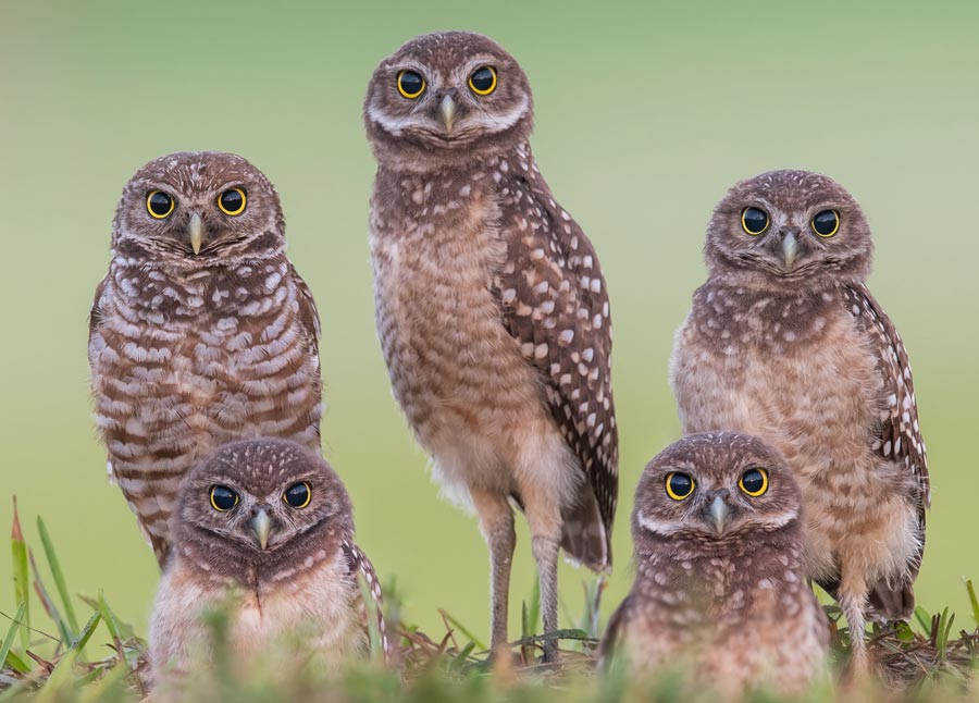 A family portrait of burrowing owls in Florida. Open grasslands are shrinking where the tiny burrowing owl makes its home nesting in underground burrows.