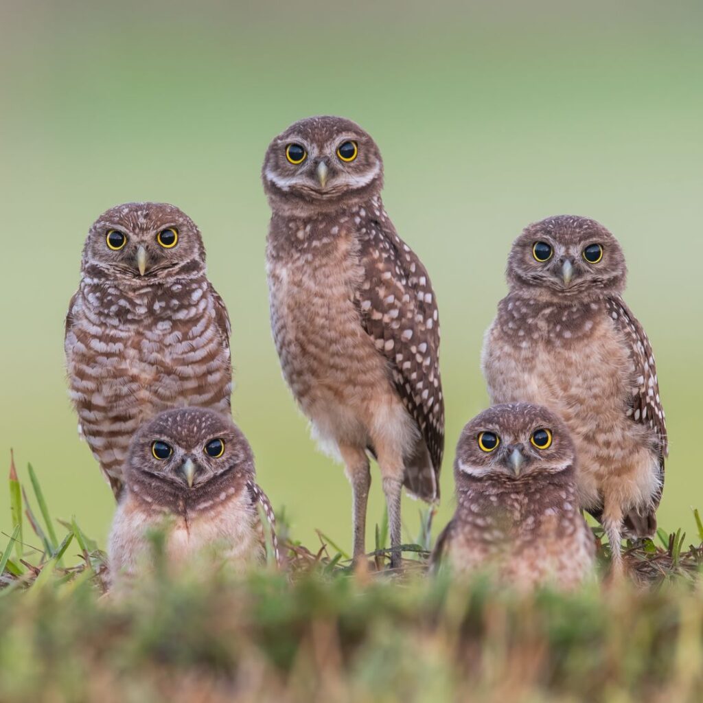 Shout-out on Earth Day: How to protect the owls in your backyard | CNN