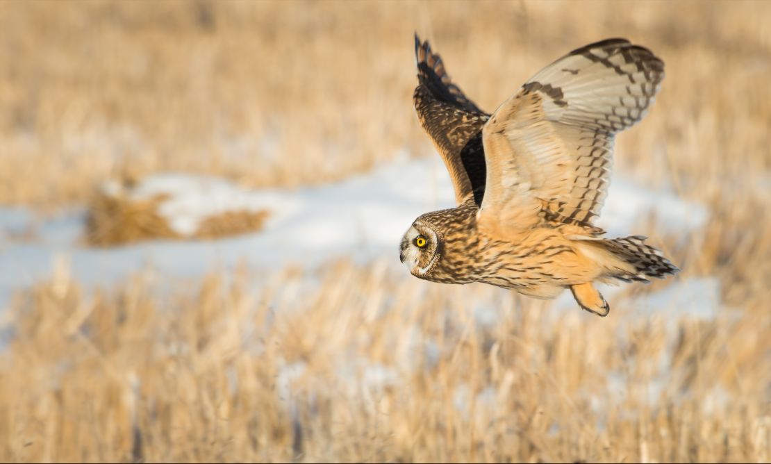 A short-eared owl takes flight.