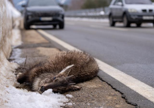 6 out of 10 Korean gorals die from exhaustion, starvation