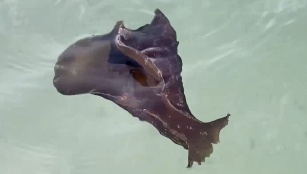 Slimy sea creatures spotted swimming at Southwest Florida beach