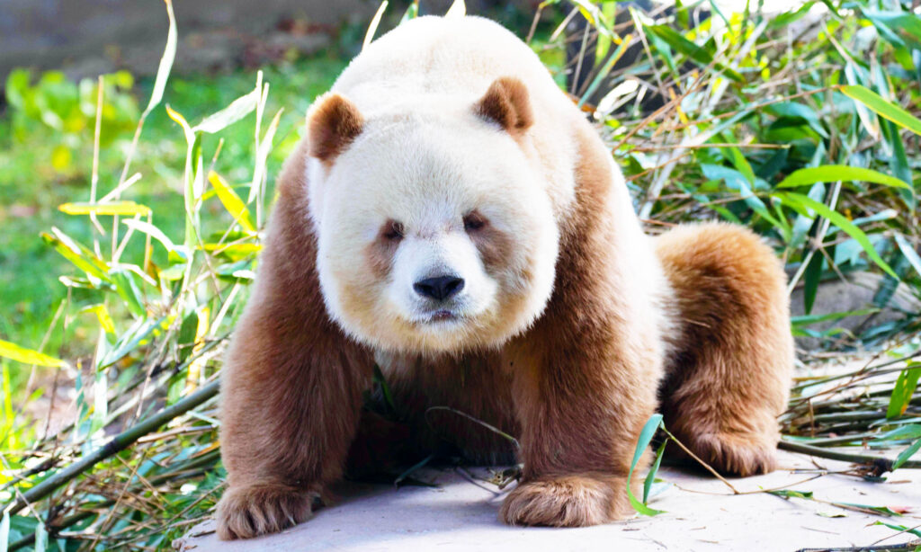 Some giant pandas are born with brown fur instead of black