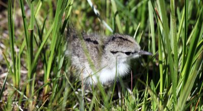 Spot a bird on the ground?Southern Utah wildlife authorities give tips