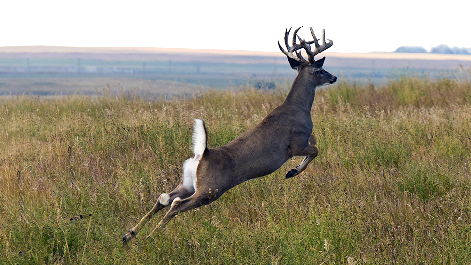 Study: Deadly deer disease may be linked to hunter deaths