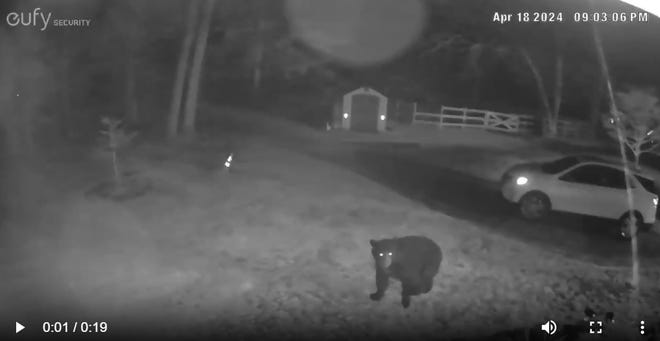 On April 18, Josh Dominikoski was surprised when a home camera spotted a black bear in his yard. The Rhode Island Department of Environmental Management says the bear population is likely to increase in Rhode Island.