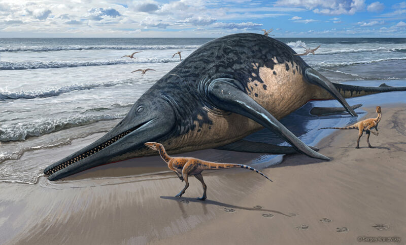 The largest marine reptile ever discovered, comparable in size to a blue whale