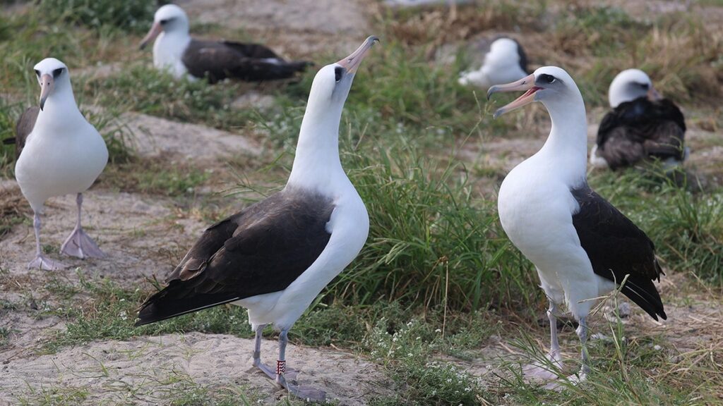 The world's oldest known wild bird, Wisdom, has been discovered courting a new suitor