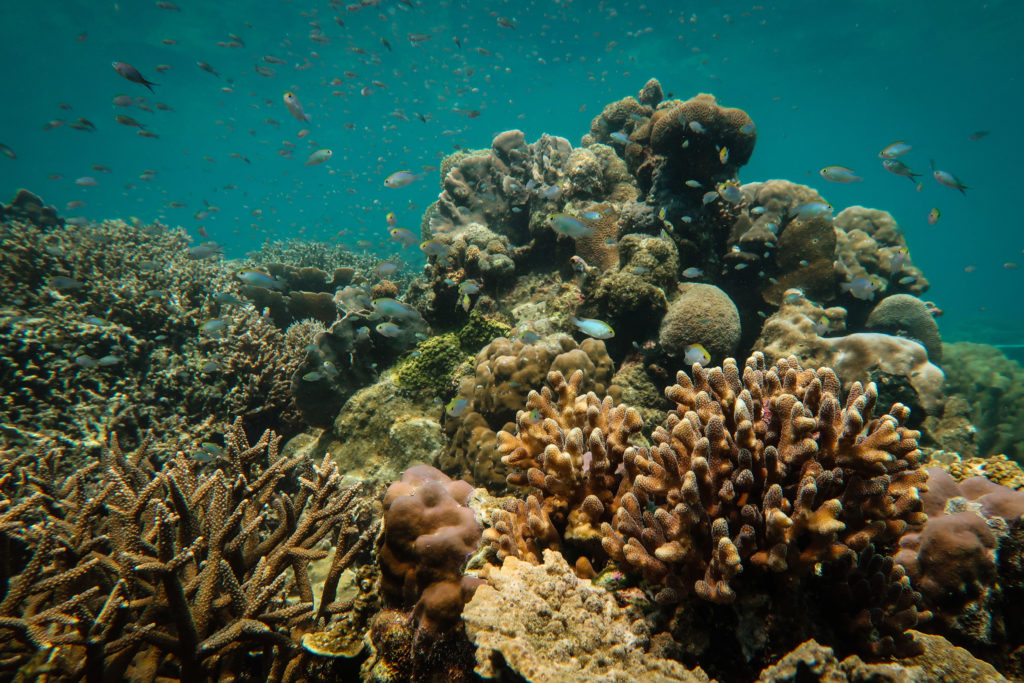 A restored reef, 4 years after installing Reef Stars (4) (credit The Ocean Agency)
