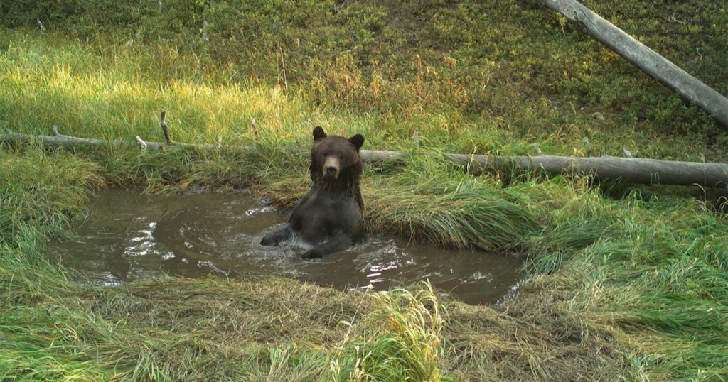 To beat heat, Yellowstone grizzlies jump into bear bathtub