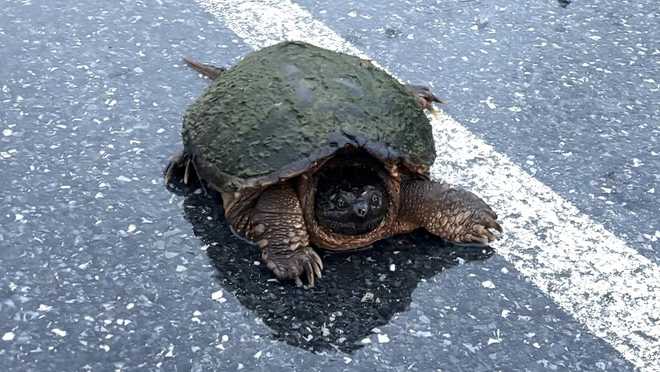 A snapping turtle is escorted off the 