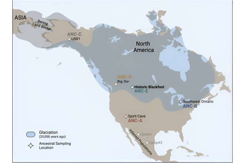 Tracing the ancestry of the Native Blackfoot Confederacy in North America