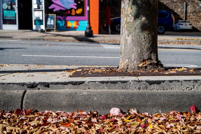 On October 26, 2023, the sidewalk was raised around a tree on Patton Avenue. The sidewalk on Patton Avenue between the avenues.