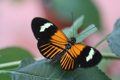 Two species hybridized 200,000 years ago to create new butterfly species