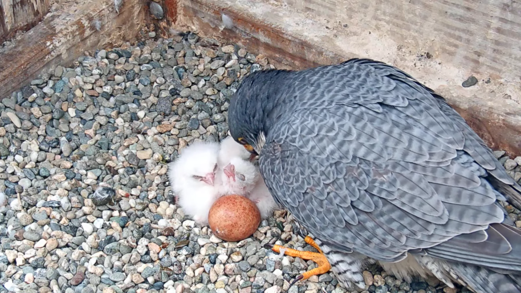 UC Berkeley's Annie the Falcon sets record: All of her eggs hatch in the bell tower