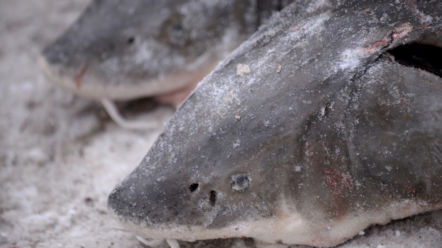 US says prehistoric lake sturgeon are not endangered despite calls from conservationists