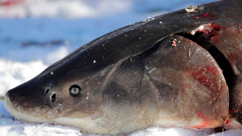 U.S. wildlife officials claim prehistoric lake sturgeon denies endangered species status