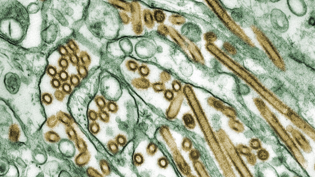 USDA releases scientists' eagerly awaited genetic data on H5N1 avian influenza