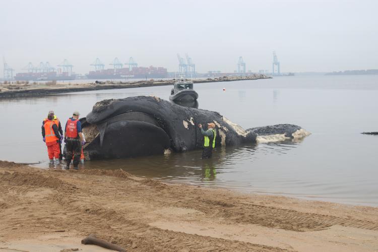What we know about recent Hampton Roads whale deaths