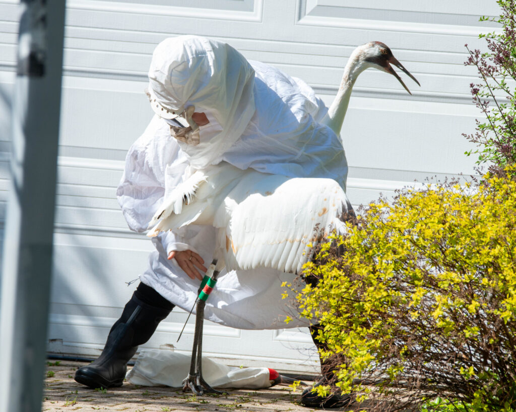 Whooping Cranes detour to Chicago suburbs to return to Wisconsin